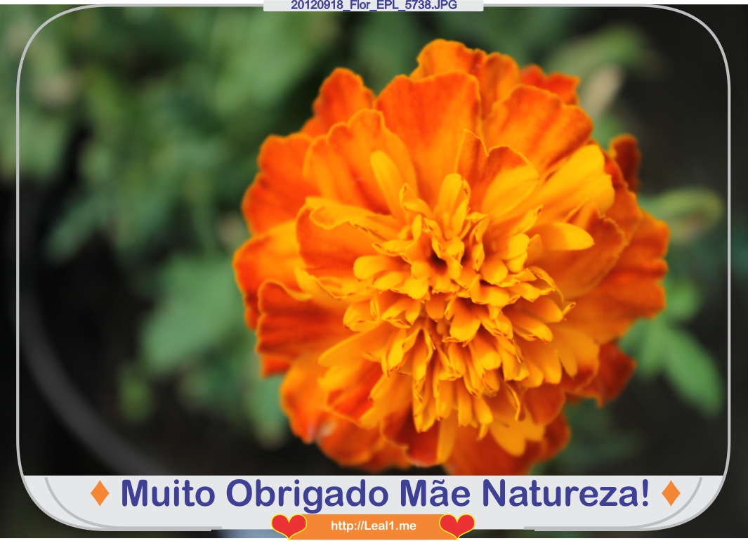 CoSO_20120918_Flor_EPL_5738