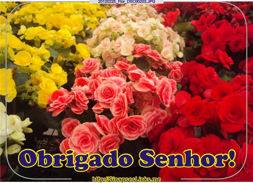 DCjg_20120225_Flor_DSC00203