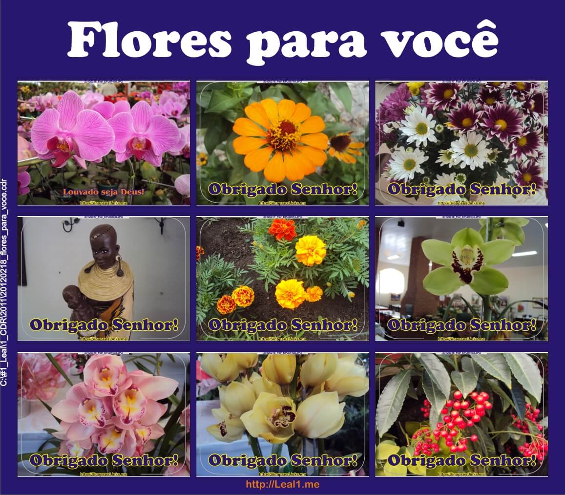 #1_20120218_flores_para_voce