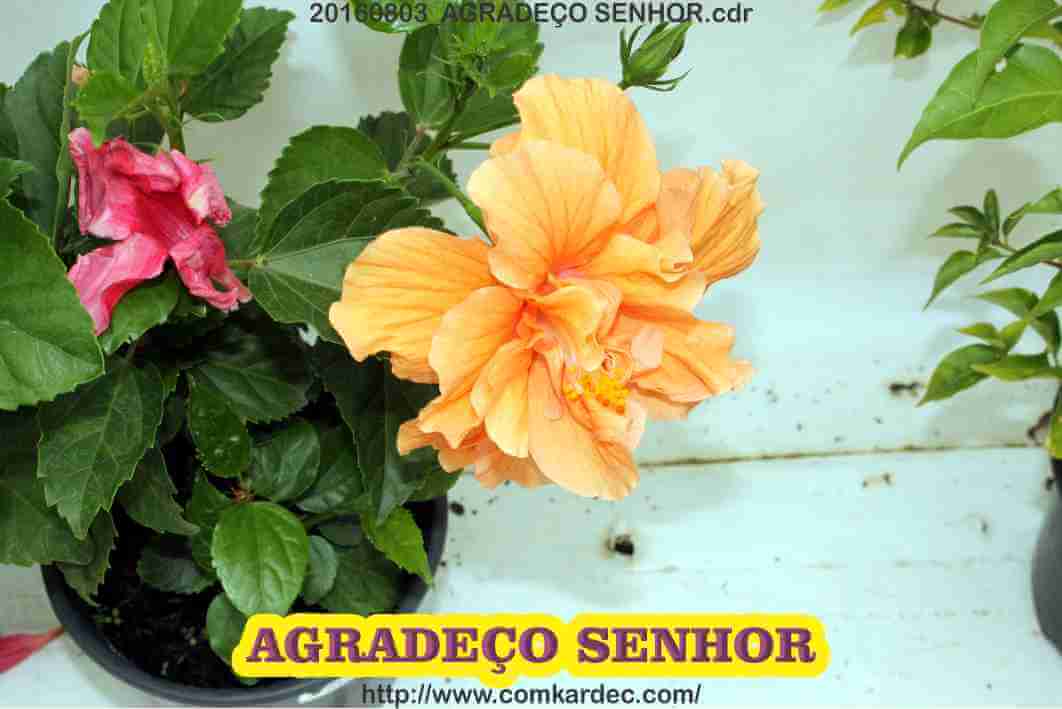 20160803_AGRADEÇO SENHOR