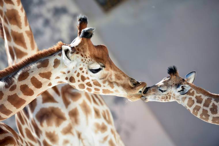 imagens-do-dia-girafa-zoo-franca-20160831-005